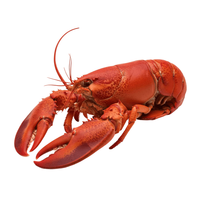 Lobster